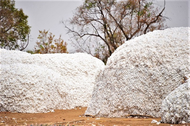 Burkina : « J’ai arrêté de cultiver le coton à cause des dettes »