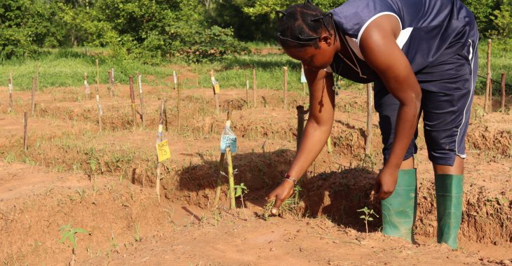 Agriculture : Matourkou ou le passage initiatique pour jeunes diplômés