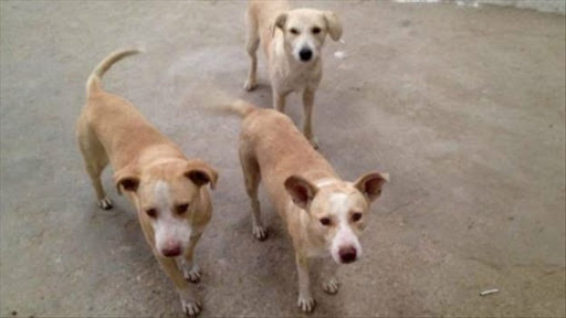 Réo : la viande de chien vendue sur commande