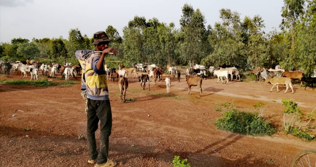 Transhumance : la galère des jeunes bergers burkinabè