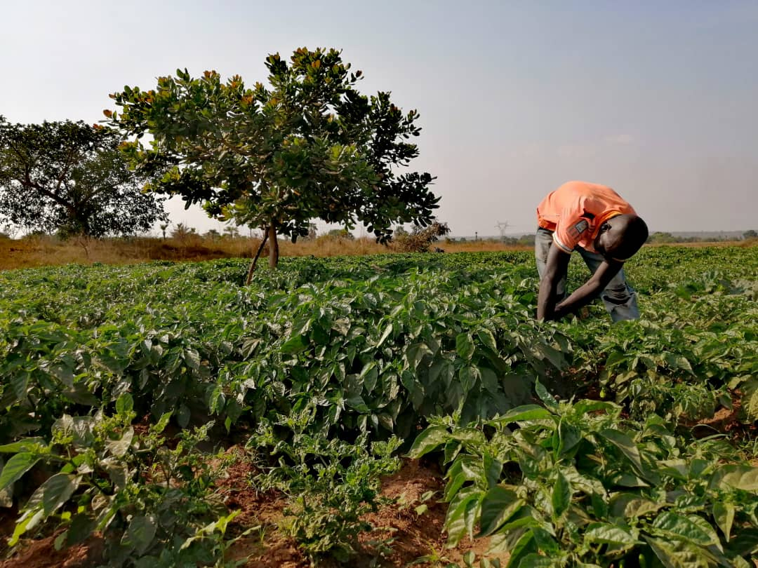 Piment de Karfiguéla : une manne pour des jeunes producteurs