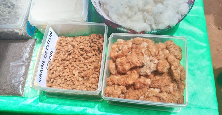 Des chercheurs burkinabè produisent du coton naturellement coloré