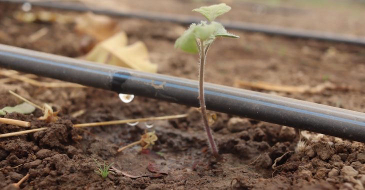 Irrigation: La goutte d'eau qui nourrit et soulage