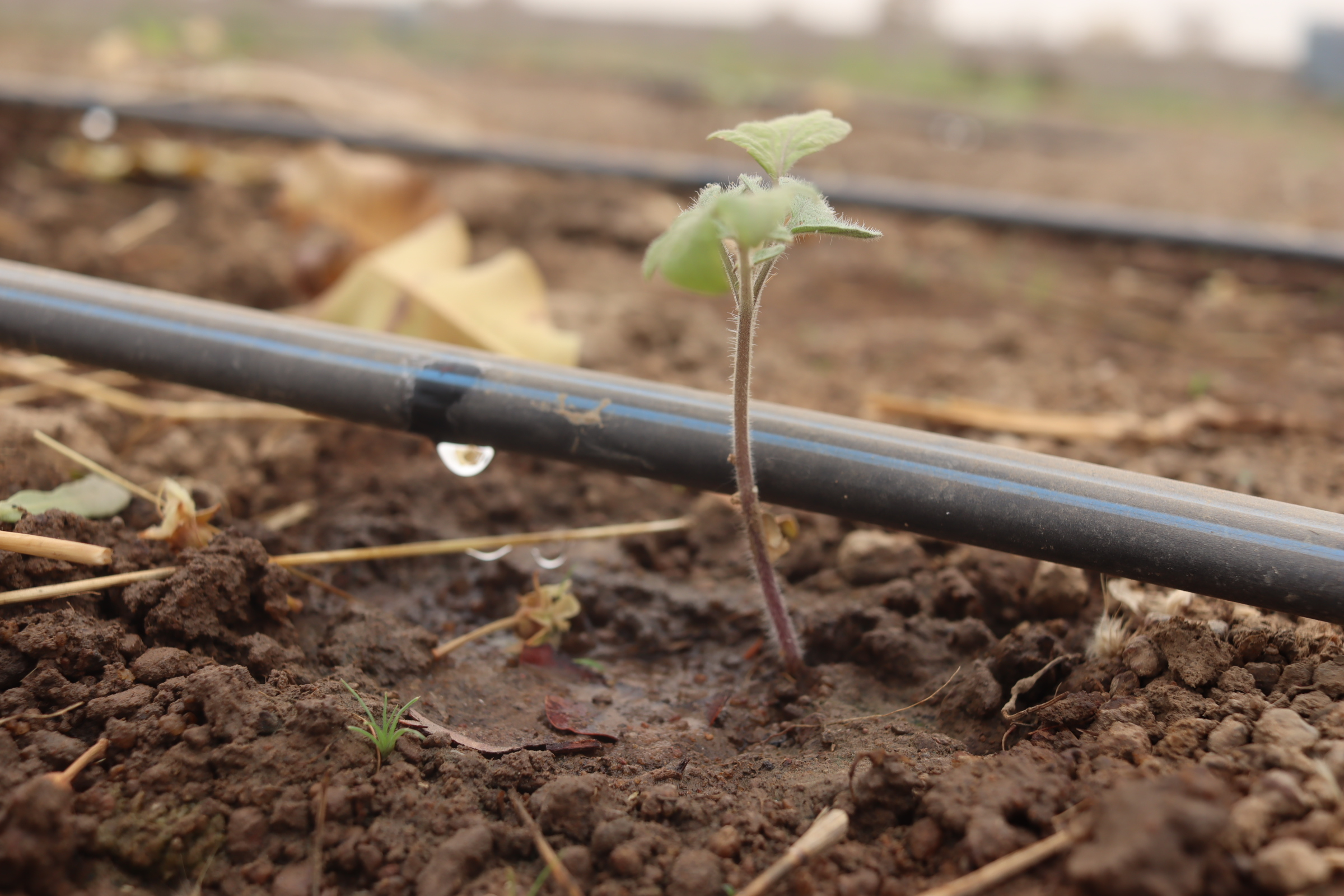 Irrigation: La goutte d’eau qui nourrit et soulage