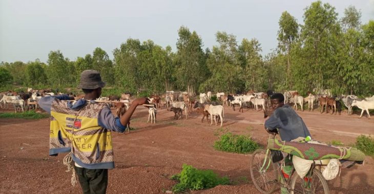 Transhumance : «  au Ghana, un étranger est une étranger »