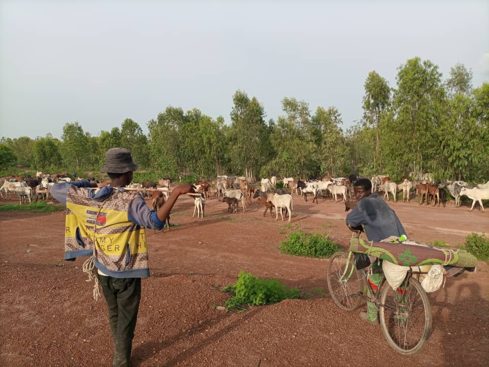 Transhumance : «  au Ghana, un étranger est une étranger »