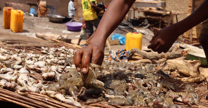 Mogtédo : Des grenouilles à tous les goûts