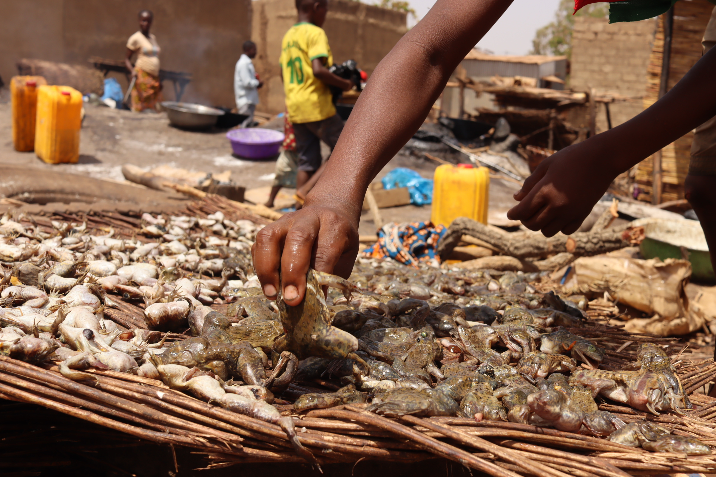 Mogtédo : Des grenouilles à tous les goûts