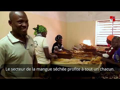 A Orodara, la mangue est devenue de l'or