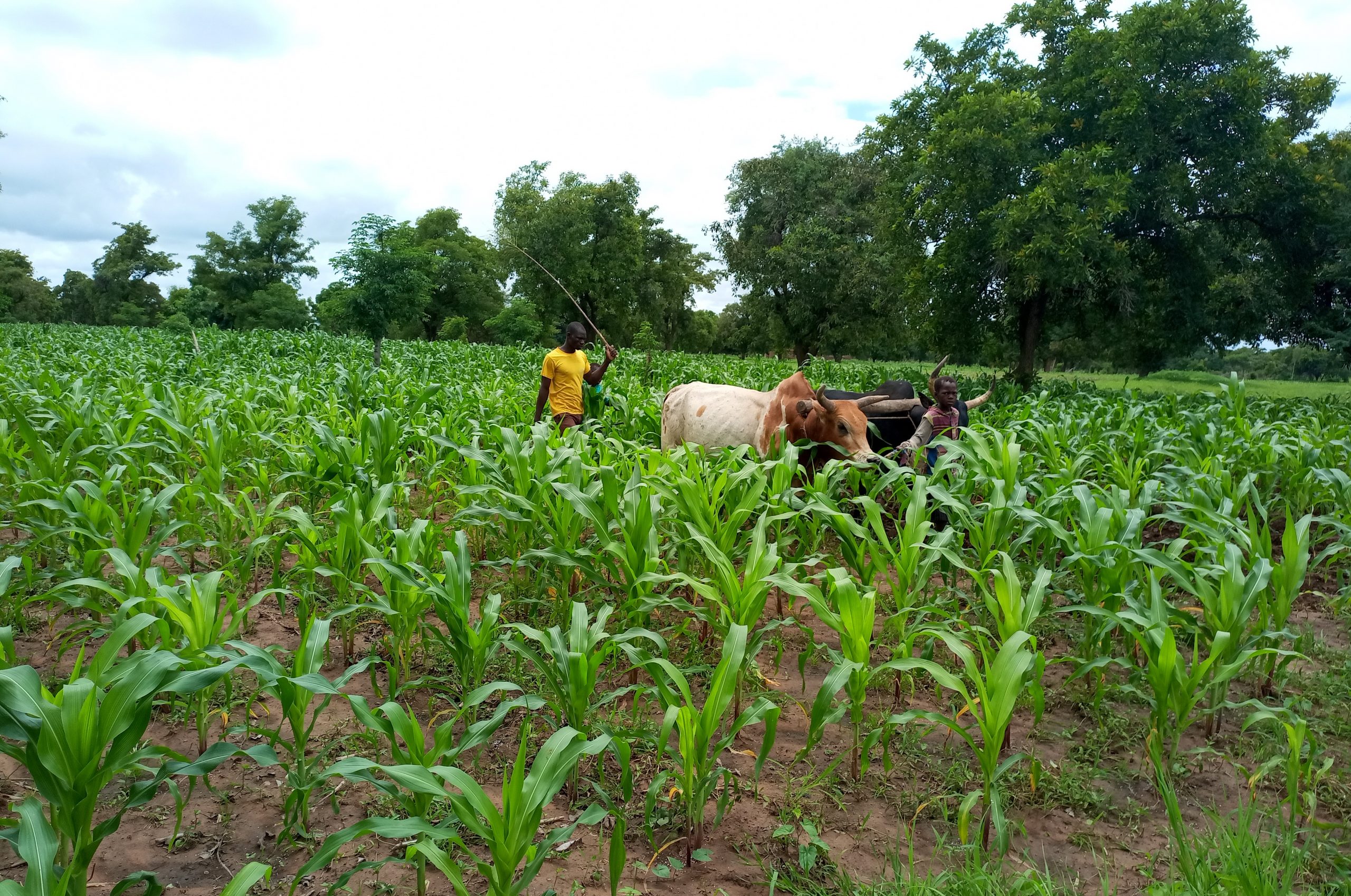 Agriculture : A Batala, des cultivateurs abandonnent le coton pour le maïs