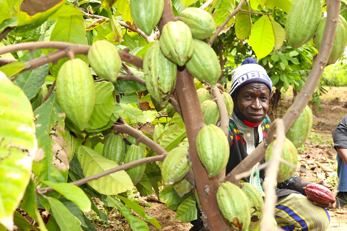 Cacao du Burkina: Le rêve de Issa Larba Sorgho devenu réalité