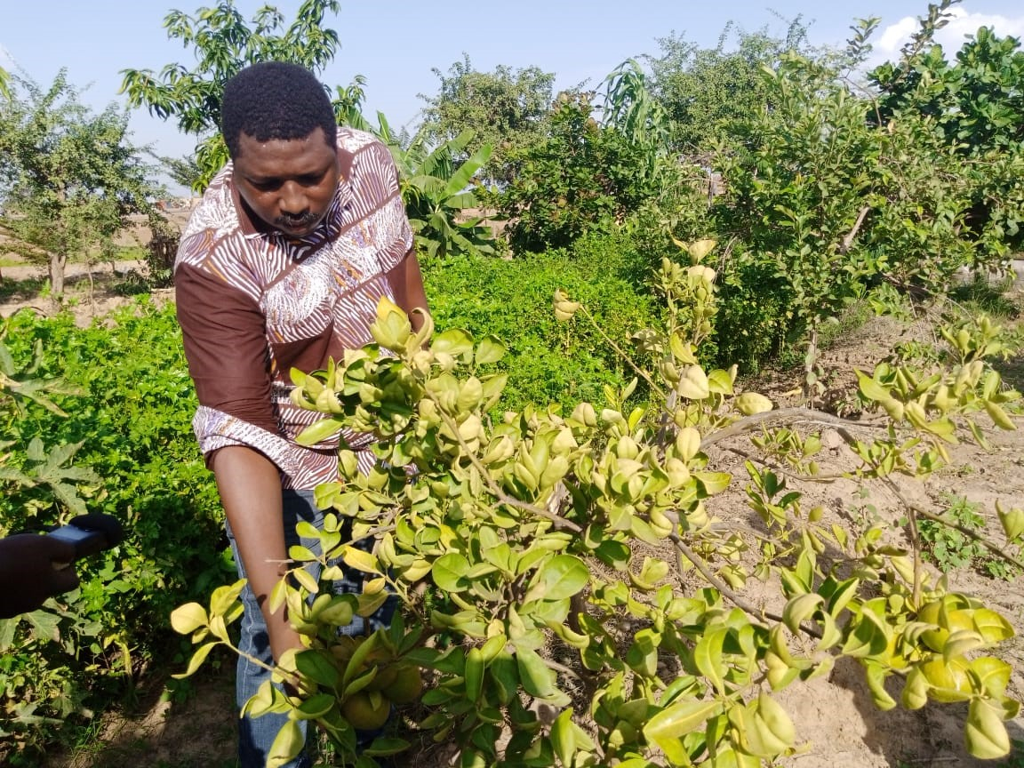 Bosquet « Kua sur Loumbila », la petite barrière contre l’avancée du désert