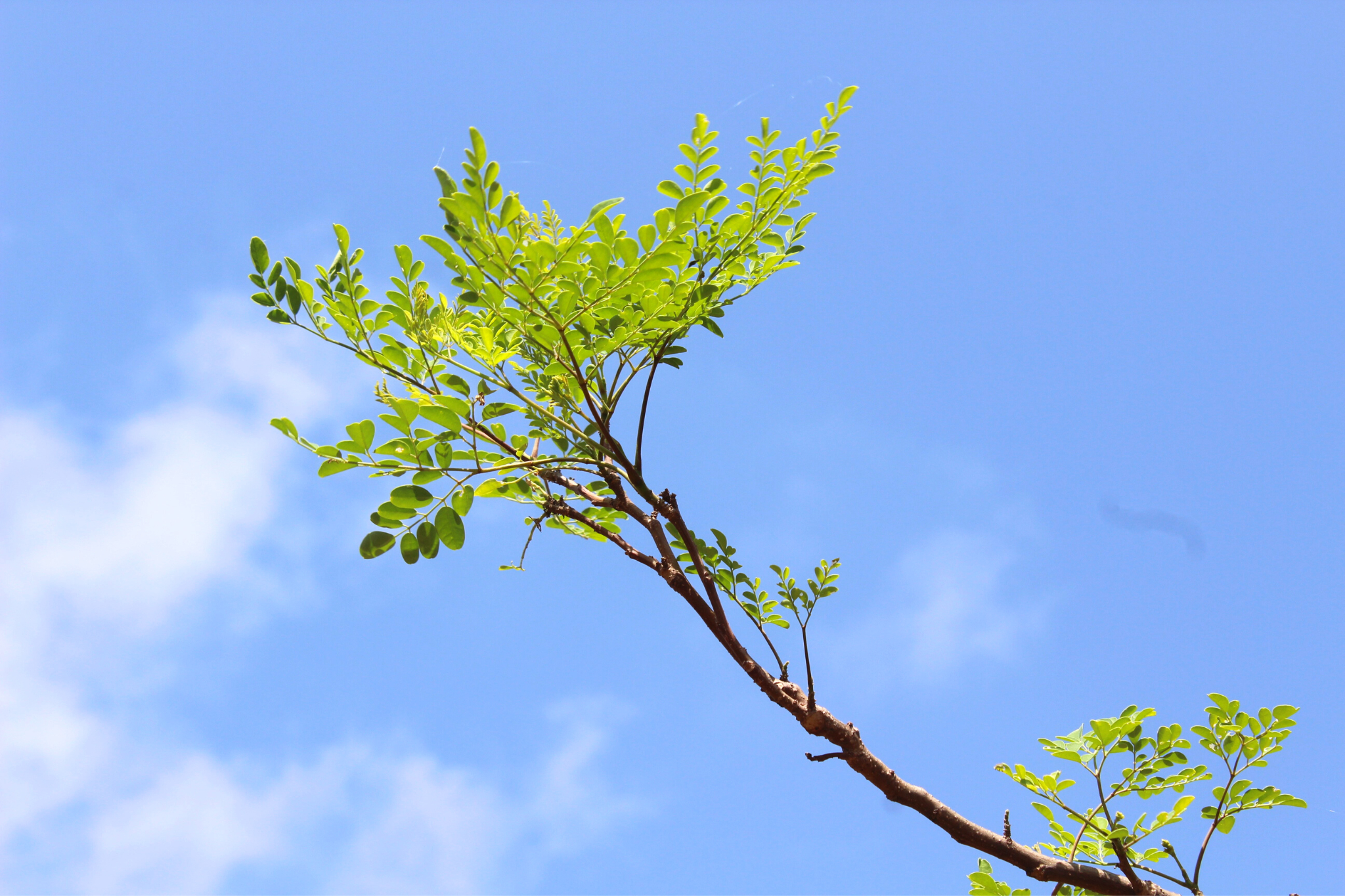 Arzentiga ou moringa, l’arbre magique