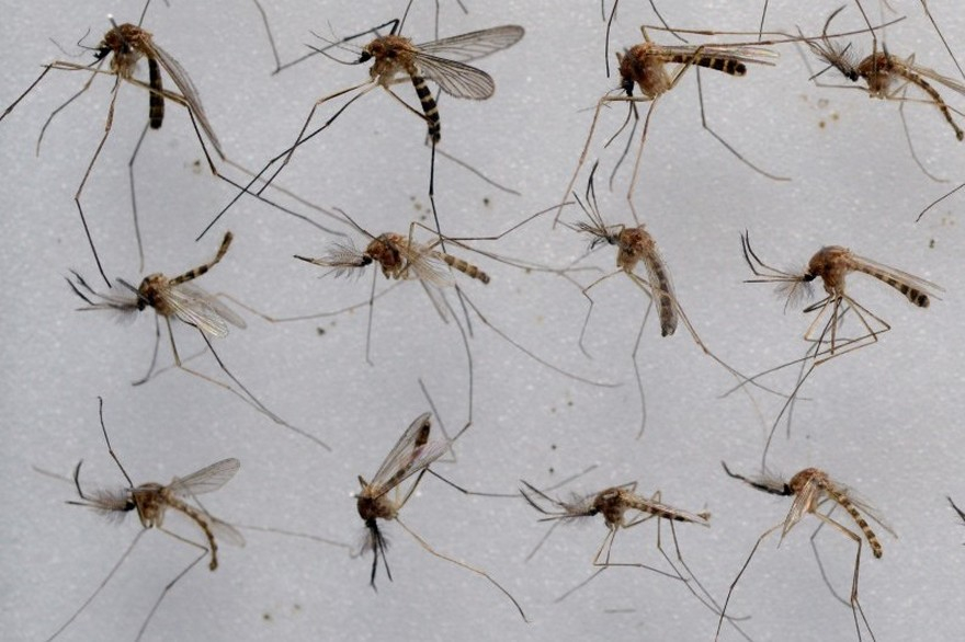 Bana : les moustiques de la discorde