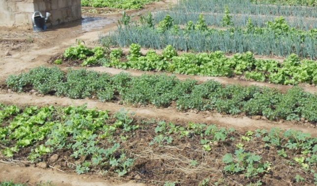Gourcy : l’élevage et le commerce le plan B de l’après pluie
