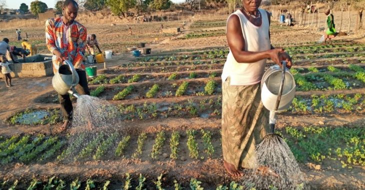 Restauration de la ceinture verte de Ouaga: les femmes au premier plan