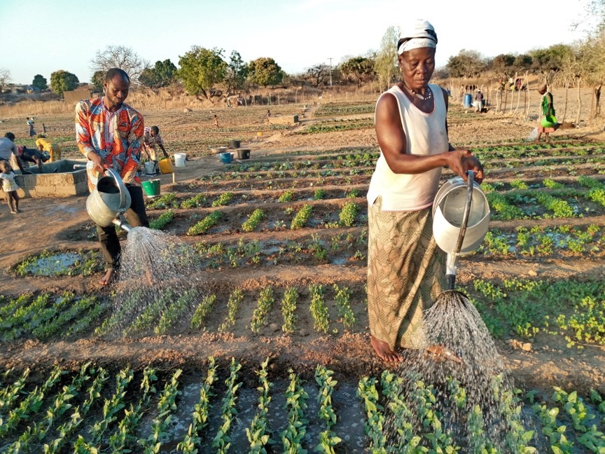 Restauration de la ceinture verte de Ouaga: les femmes au premier plan