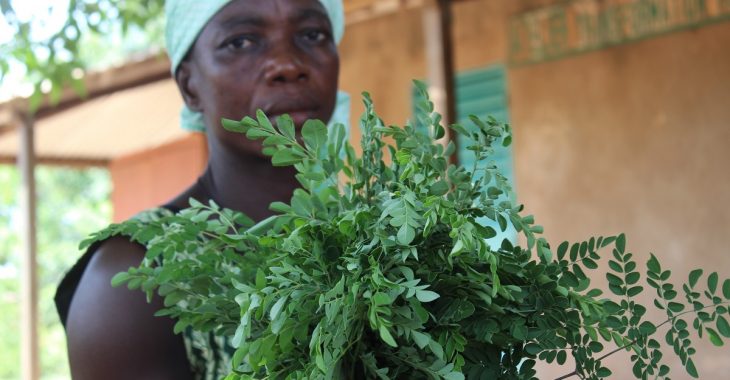 « Le moringa donne l’appétit et la force aux enfants »