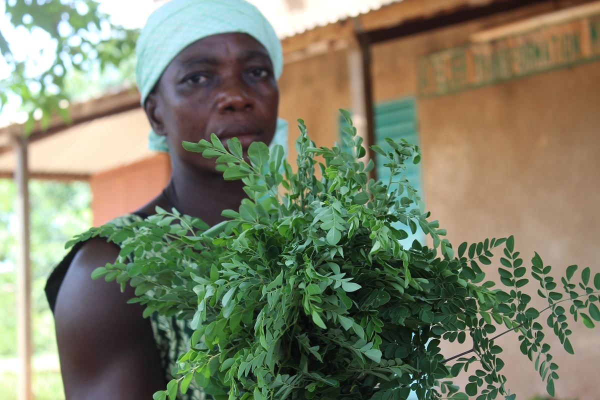 « Le moringa donne l’appétit et la force aux enfants »