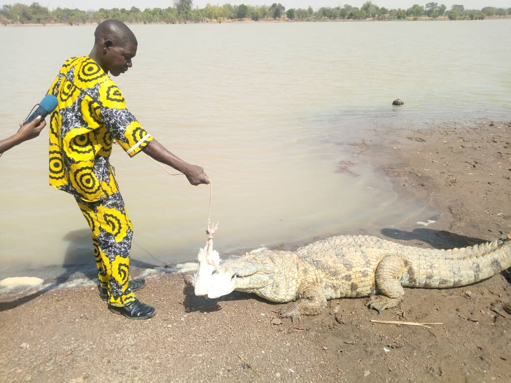 Sabou: les Kaboré, dépositaires des crocodiles sacrés
