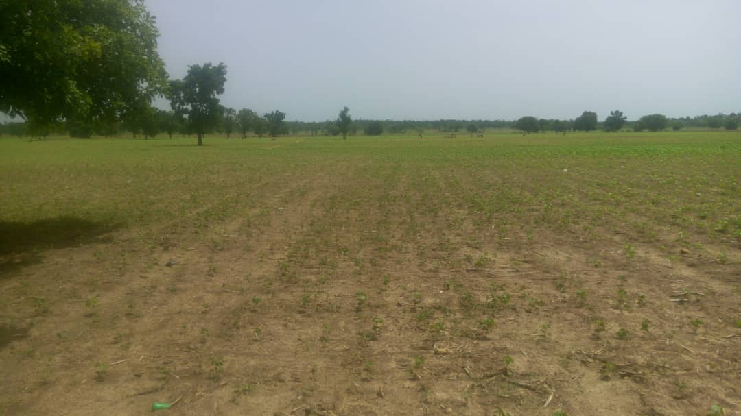 Saison agricole : l’installation tardive de pluies inquiète des producteurs