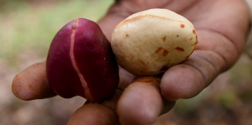 Burkina Faso : la cola est devenue de l’or sur le marché