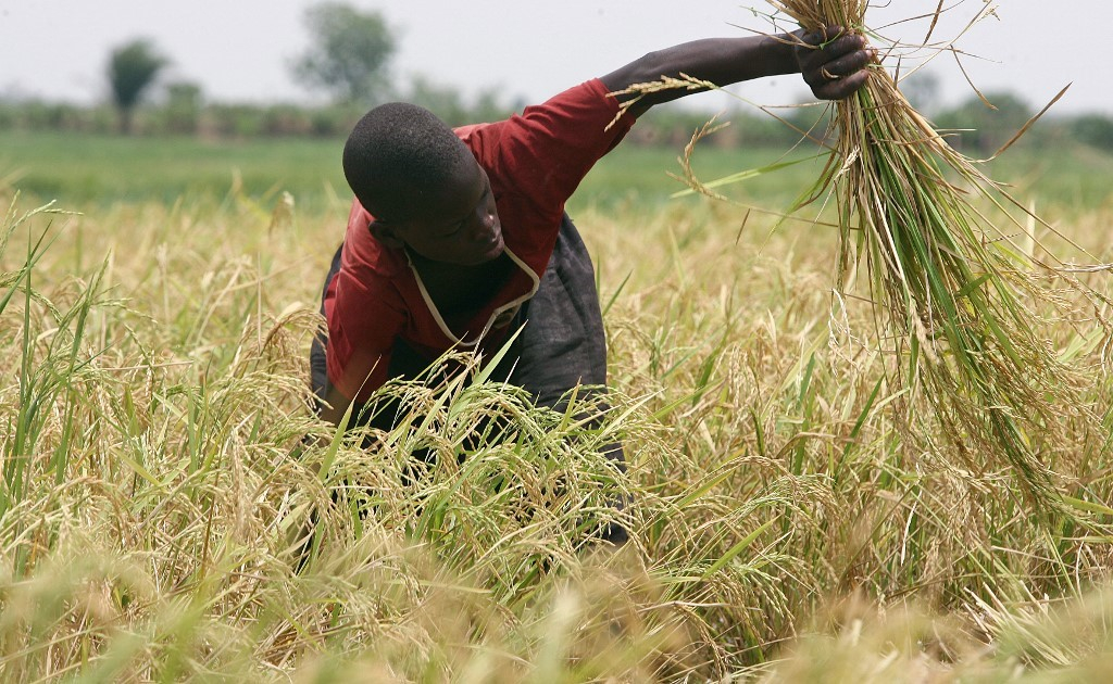 « Nous avons des variétés de riz ici au Burkina qu’on peut exporter en Europe. »