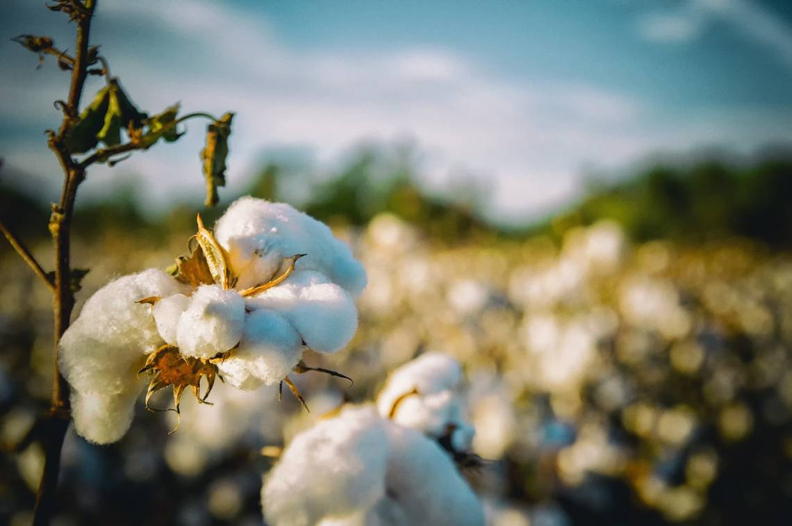 Culture de coton: des producteurs s’inquiètent de l’indisponibilité des intrants