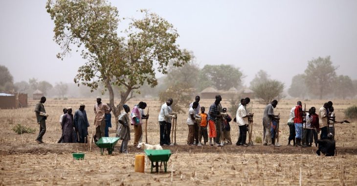 Des bouses de vaches, l’autre or noir pour la régénération des sols