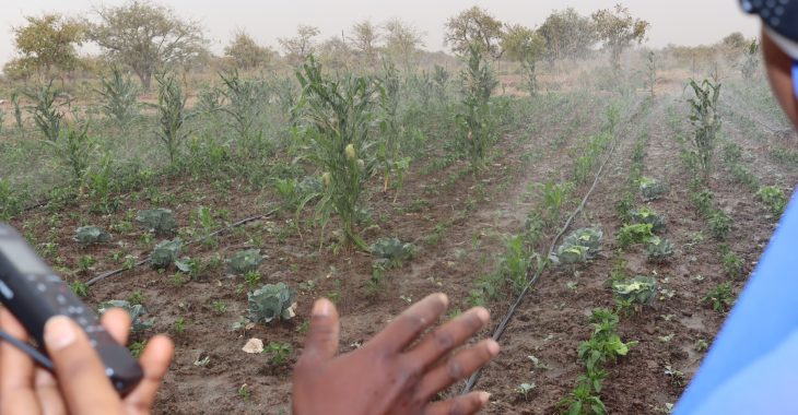 « Le système de goutte à goutte allège le travail »