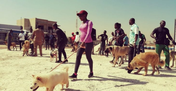 Chiens de race : à Ouagadougou, une passion qui coûte cher