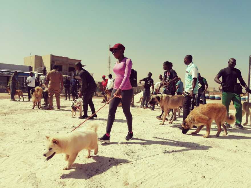 Chiens de race : à Ouagadougou, une passion qui coûte cher