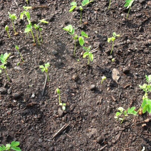 L’arbre fertilitaire peut être planté sur tout type de sol… »