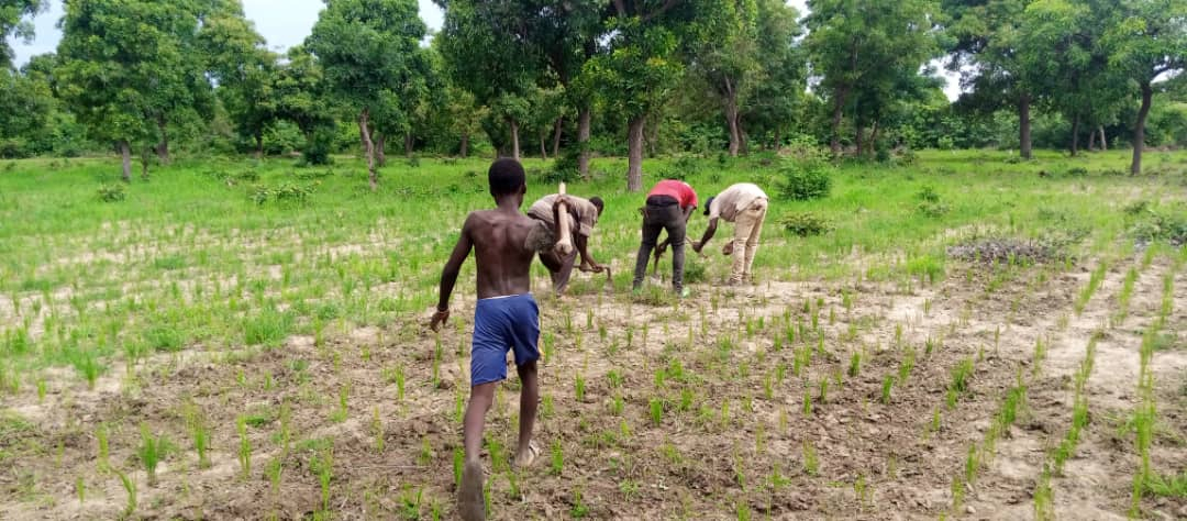 Dédougou : chez les Dakuyo, les vacances se passent dans les exploitations agricoles familiales