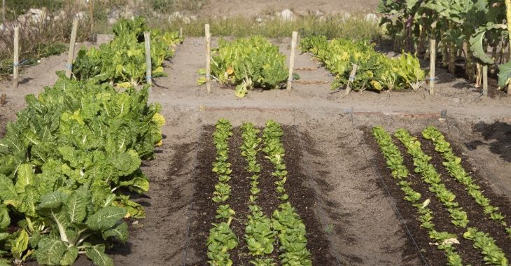 « Les enfants apprennent, dès le bas âge, à connaitre l’importance des arbres »