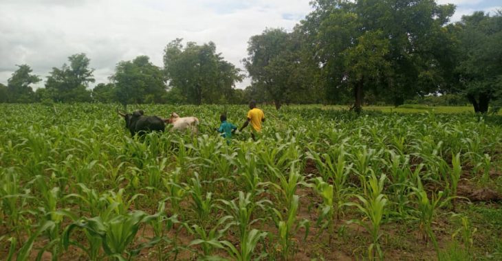 Dédougou : les champs de coton manquent de jeunes