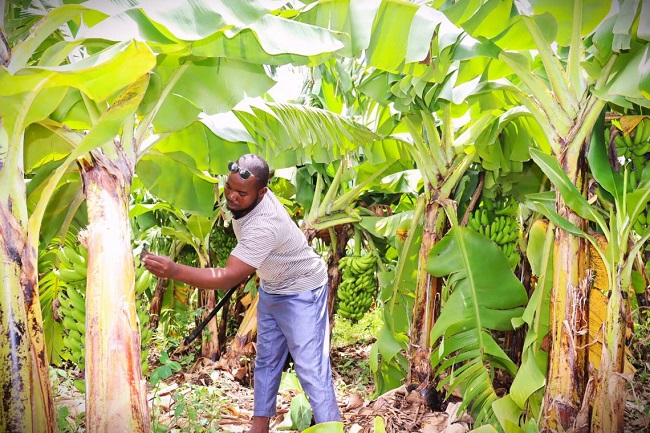 Issouf Dabré, l’ancien migrant devenu millionnaire grâce à la banane