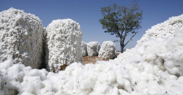 A la découverte de la première usine d'égrenage de coton biologique en Afrique de l'Ouest