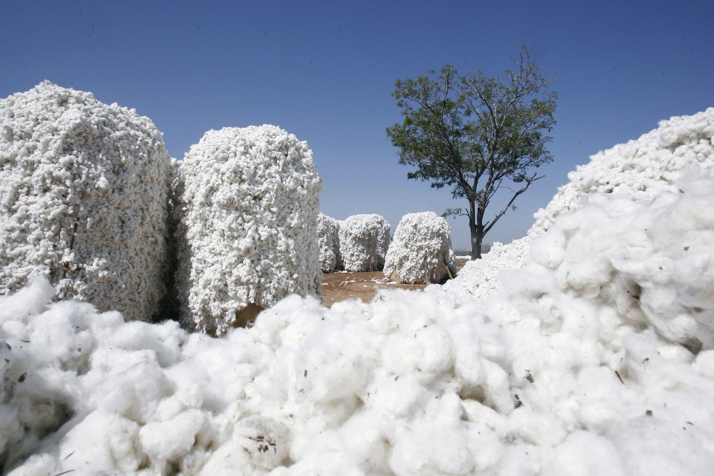 A la découverte de la première usine d’égrenage de coton biologique en Afrique de l’Ouest