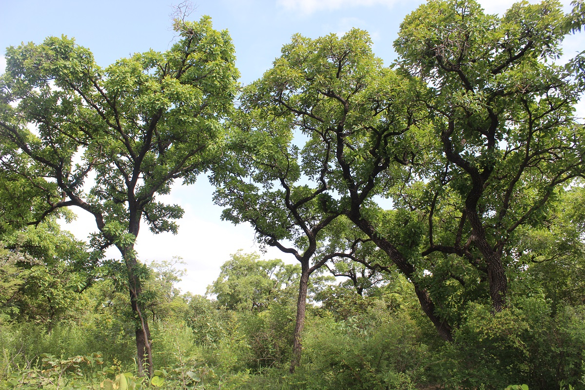 Au Burkina Faso, des parcs à karité pour la production de beurre biologique