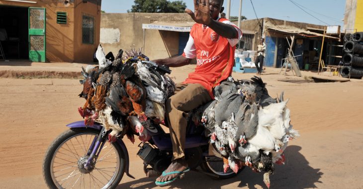 Grippe aviaire au Burkina : « tous les poulets n’ont pas la maladie »