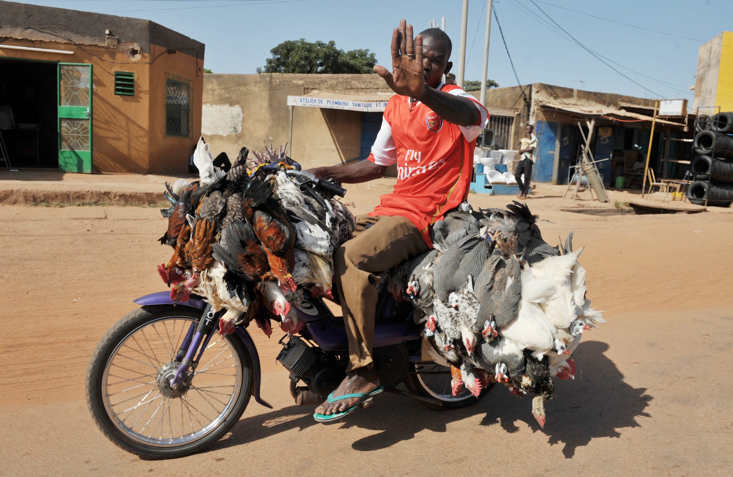 Grippe aviaire au Burkina : « tous les poulets n’ont pas la maladie »