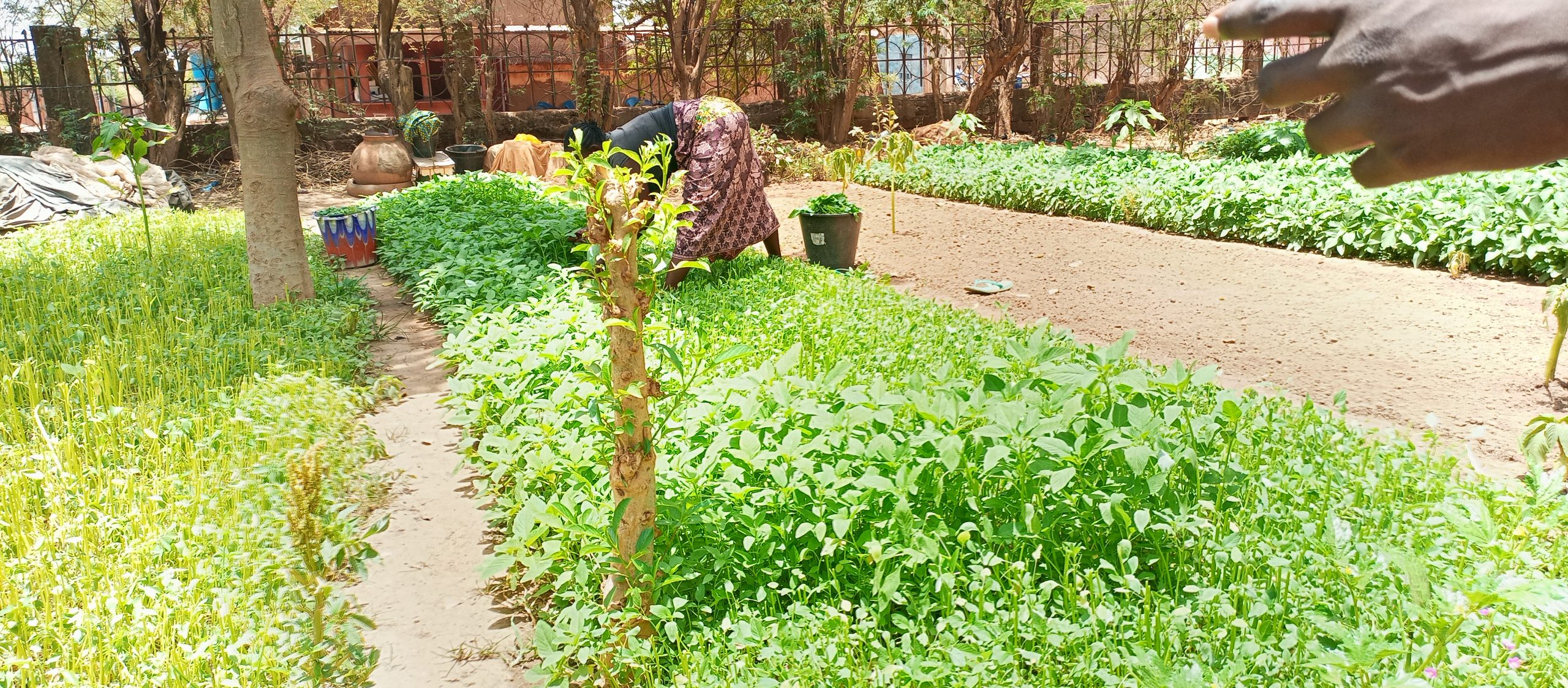 Le jardin de l’AMIFOB, la pépinière qui nourrit les pauvres