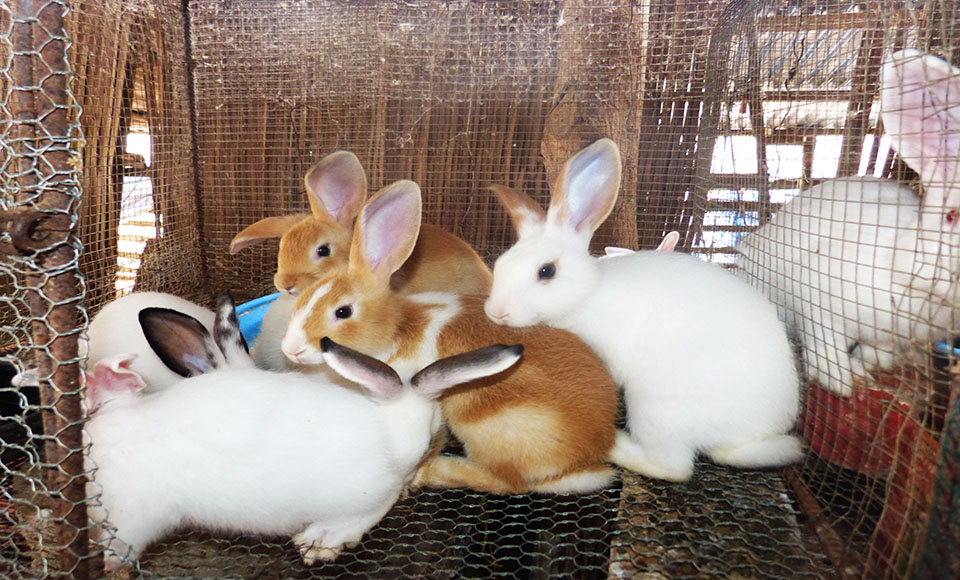 L’élevage des lapins, la passion de jeunes burkinabè