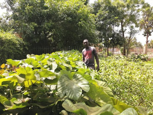 Saison pluvieuse au Burkina : des pépiniéristes se tournent les pouces