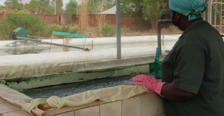 Burkina Faso : La spiruline, la potion magique contre la malnutrition