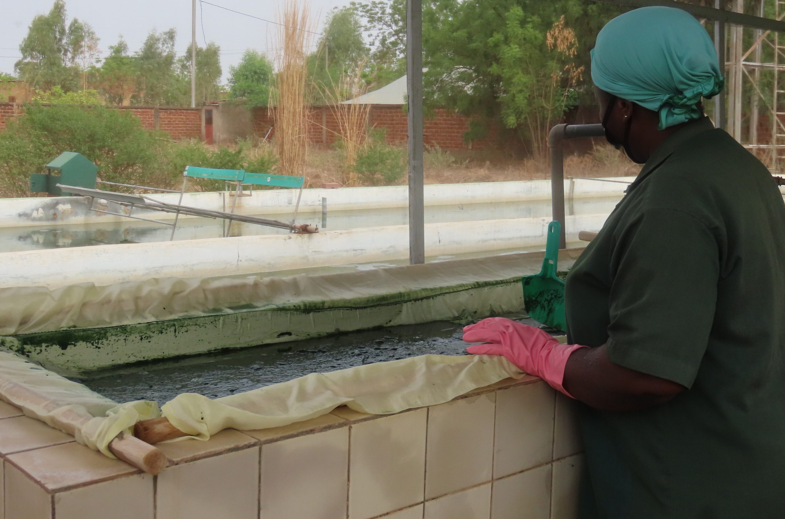 Burkina Faso : La spiruline, la potion magique contre la malnutrition