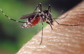 Bana : les moustiques de la discorde