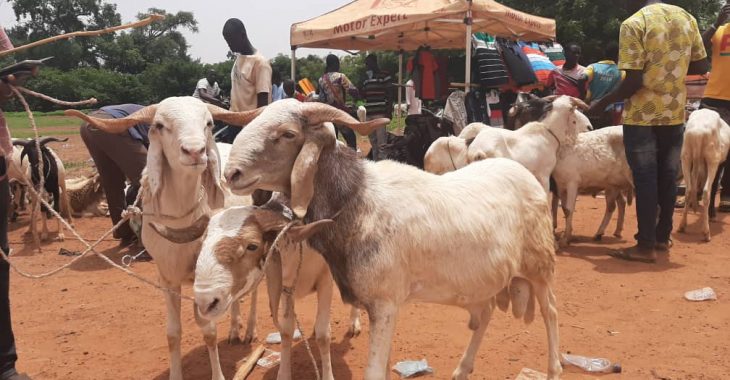Tabaski 2021 : «  les clients font un faux procès aux vendeurs de mouton »