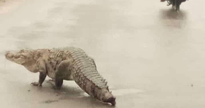 Burkina : des crocodiles dans les rues de la capitale inquiètent les populations